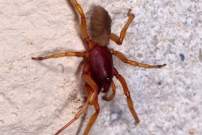 La Dysdre arme. Une femelle Araigne (Araneae - Dysderidae - Dysdera crocata)